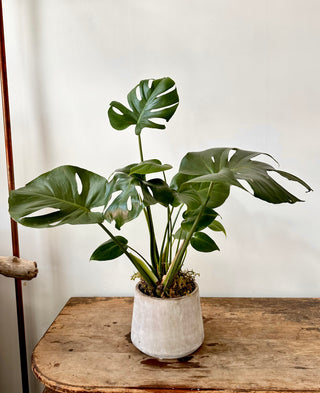 Monstera