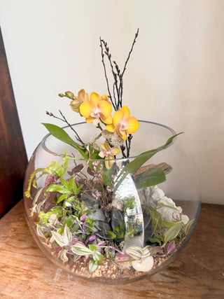 Orchid Terrarium