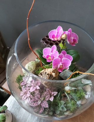 Orchid Terrarium