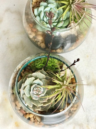 Mini Succulents Terrarium