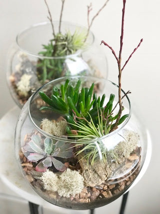 Terrarium love