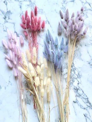 Bunny tail grasses