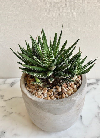 Haworthia