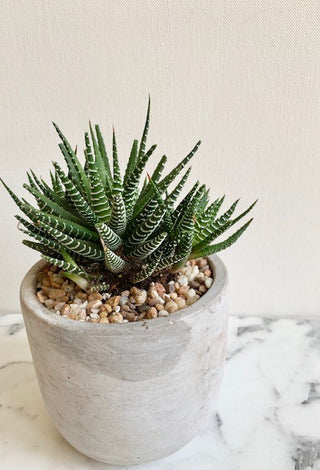 Haworthia