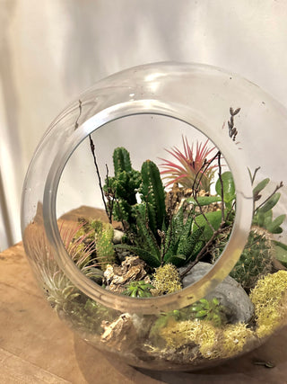 Terra Collective
