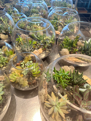 Terra Collective
