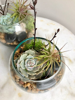 Mini Succulents Terrarium