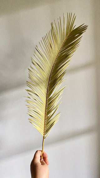 Dried Sago palm(2 stems)